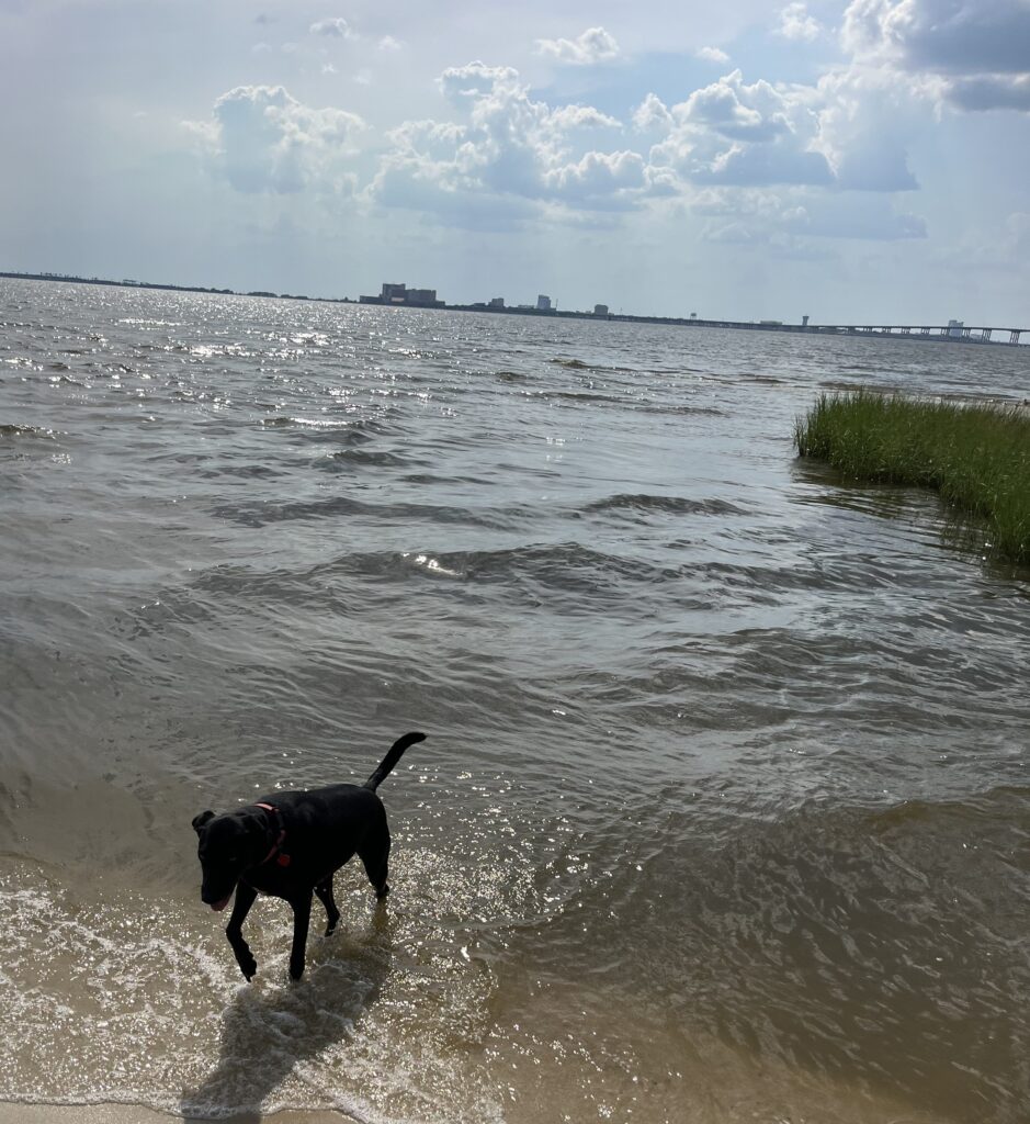 Pets cooling off in water