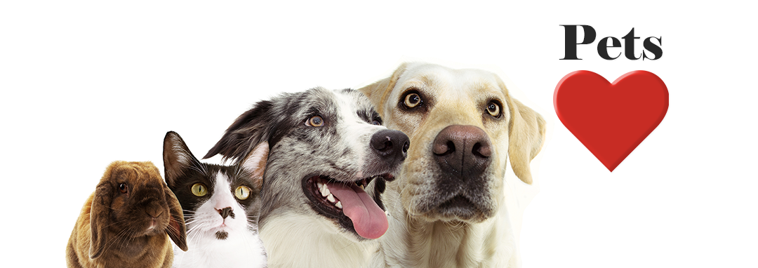 pets love