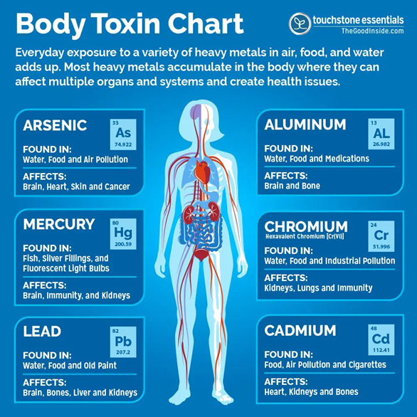 Body Toxins - infographic highlights several critical toxins that impact the human body.